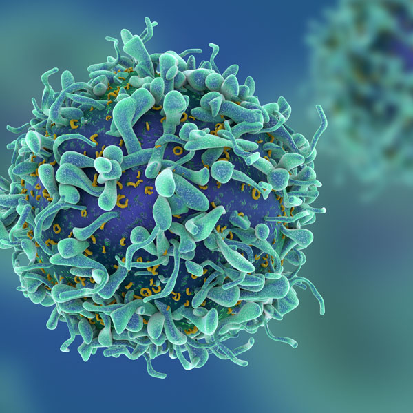 T Cell Subset Assays